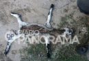 EXTRAÑA MUERTE DE UN CORDERO EN CAMPO VERDE, SANTIAGO DEL ESTERO EXTRAÑA MUERTE DE UN CORDERO EN CAMPO VERDE, SANTIAGO DEL ESTERO