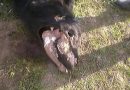 VOLVIERON LAS MUTILACIONES DE VACUNOS CERCA DE RIO COLORADO VOLVIERON LAS MUTILACIONES DE VACUNOS CERCA DE RIO COLORADO
