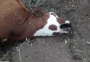 LOS EXTRAÑOS SUCESOS DE MUERTE DE ANIMALES EN OJO DE AGUA LOS EXTRAÑOS SUCESOS DE MUERTE DE ANIMALES EN OJO DE AGUA