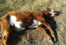 MUTILACIÓN DE GANADO ATAQUES EN LA PROVINCIA DE BUENOS AIRES MUTILACIÓN DE GANADO ATAQUES EN LA PROVINCIA DE BUENOS AIRES